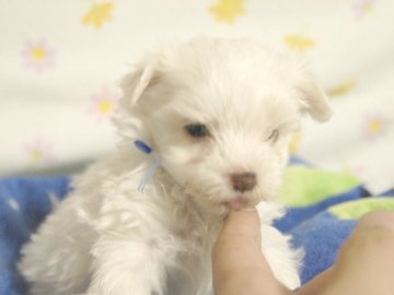 マルチーズ【埼玉県・男の子・2014年9月5日・ホワイト】の写真「二人兄弟の青色リボンのかわいい男の子♪」