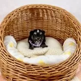 チワマル(チワワ×マルチーズ)【埼玉県・女の子・2024年2月9日・ブラックタン】の写真1