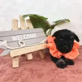 ミニチュアシュナウザー【埼玉県・女の子・2023年9月1日・ブラック&シルバー】の写真1