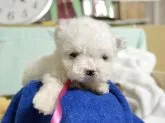 マルチーズ【埼玉県・女の子・2014年7月29日・ホワイト】の写真2