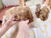 キャバリア【埼玉県・男の子・2024年4月5日・ブレンハイム】の写真4