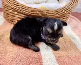 チワマル(チワワ×マルチーズ)【埼玉県・女の子・2024年2月9日・ブラックタン】の写真4