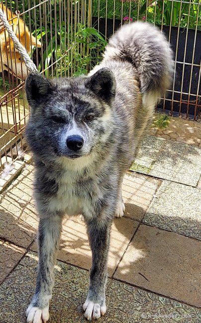 石塚富美枝ブリーダーのブログ：交配見送り