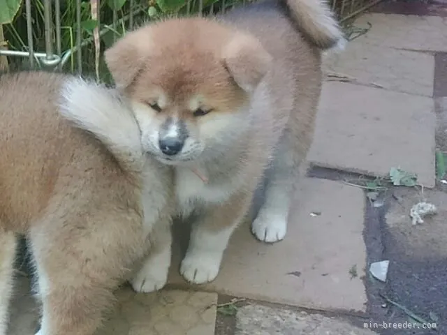 MARU 様のお迎えした子犬