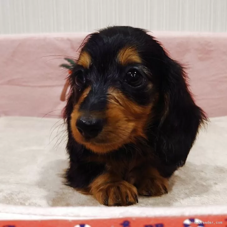 ID：2510-05182の子犬