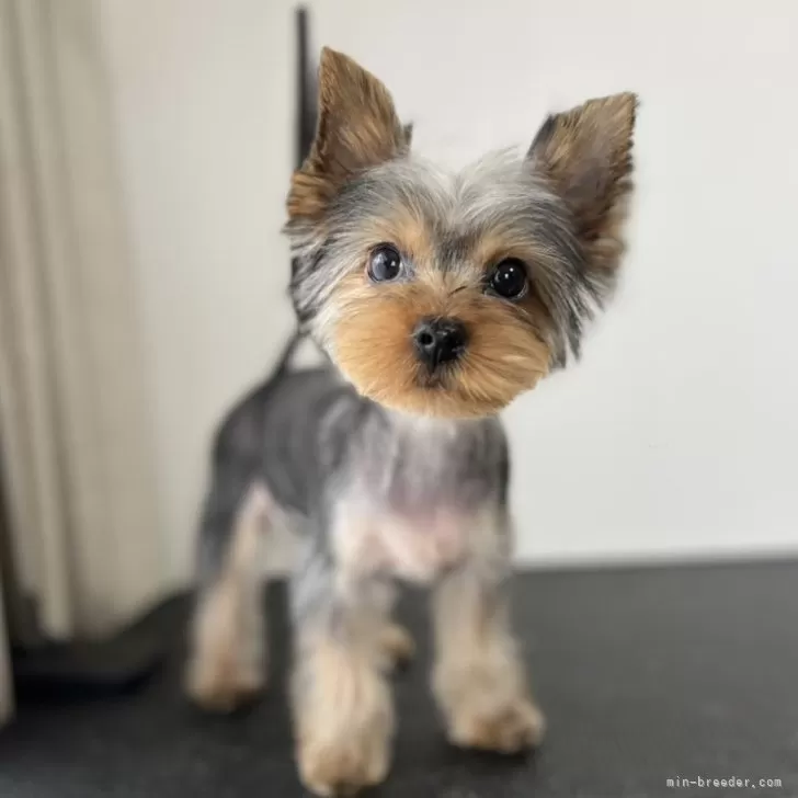 ID：2412-07675の子犬
