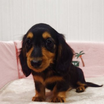 カニンヘンダックスフンド(ロング)【茨城県・女の子・2025年8月30日・ブラックタン】の写真「元気な女の子」