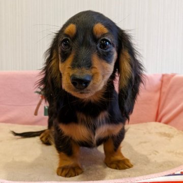 カニンヘンダックスフンド(ロング)【茨城県・女の子・2025年8月30日・ブラックタン】の写真「元気な女の子」