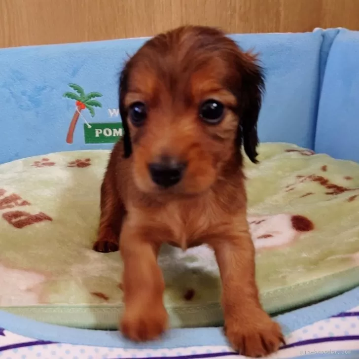 ID:2405-04452の子犬