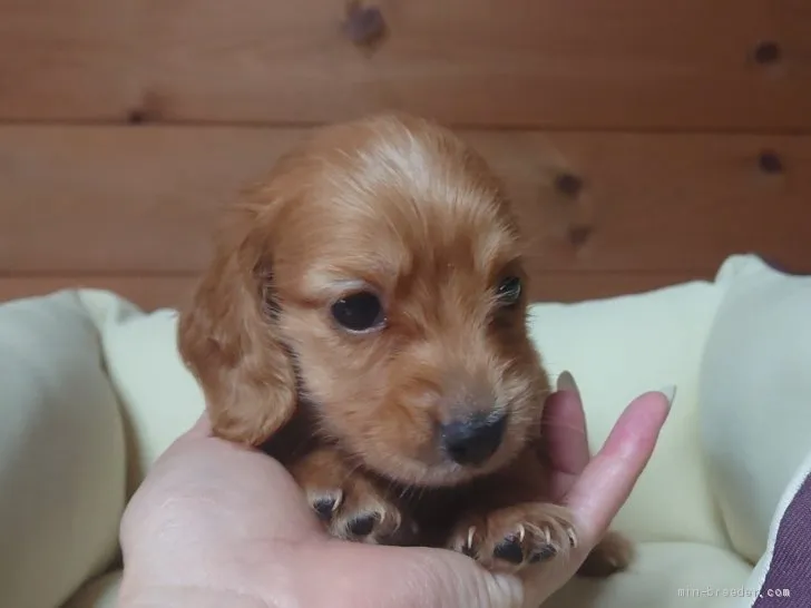 ID：2007-00350の子犬