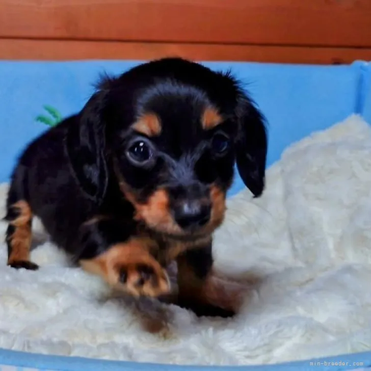 K.M 様のお迎えした子犬