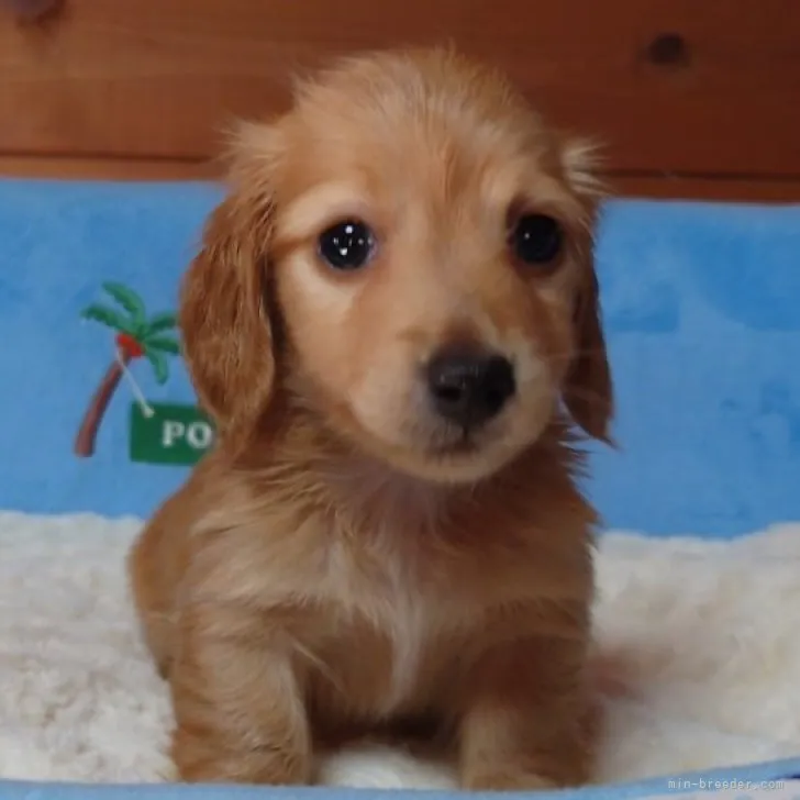 ID：2304-04150の子犬