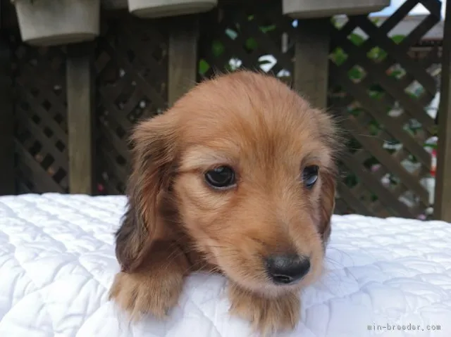 ID：1809-02425の子犬