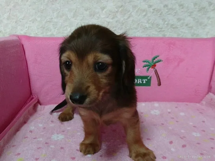ID：1802-01968の子犬