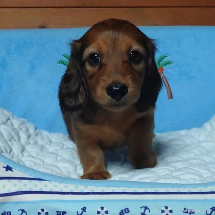 ID：2212-01159の子犬