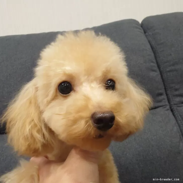 ID:2404-04539の子犬