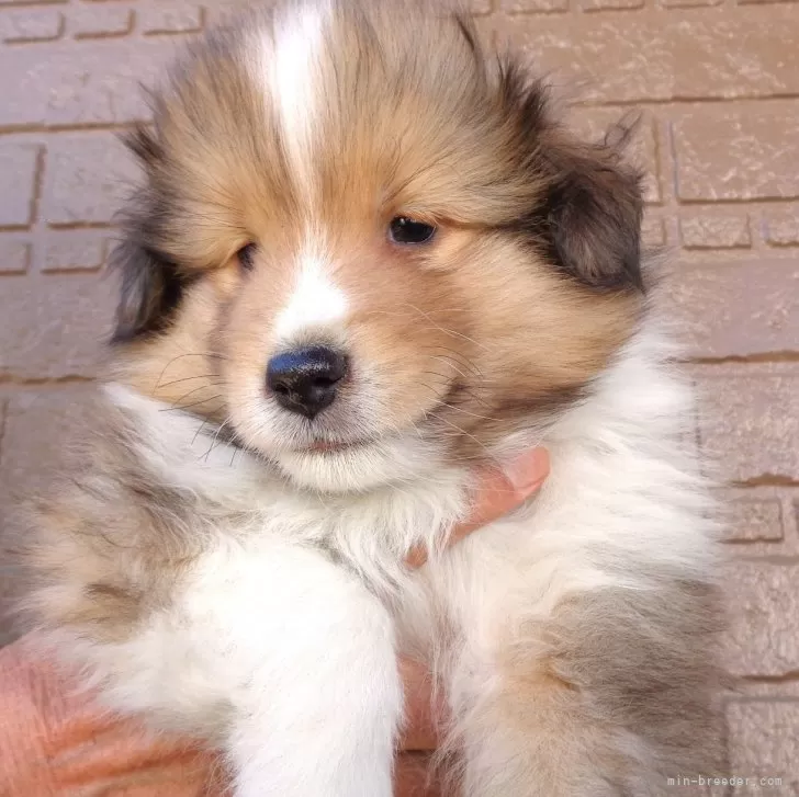 ID:2503-02399の子犬