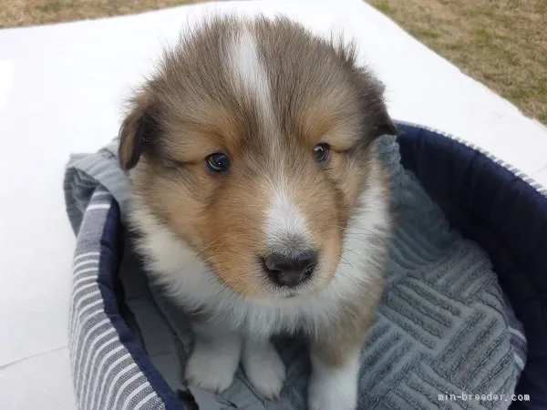 ID:2102-00070の子犬