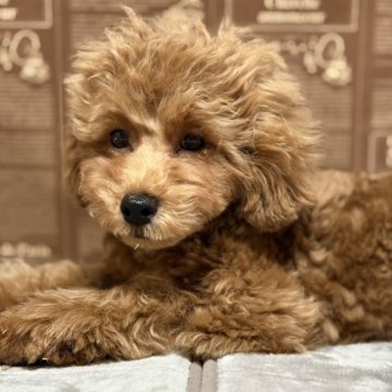 トイプードル(トイ)【京都府・男の子・2024年11月27日・アプリコット】の写真「とっても元気でよく食べる男の子」