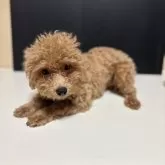 タイニープードル