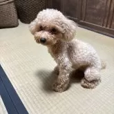 タイニープードル