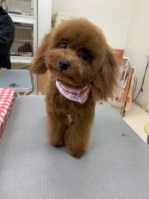 ID：2008-02641の子犬