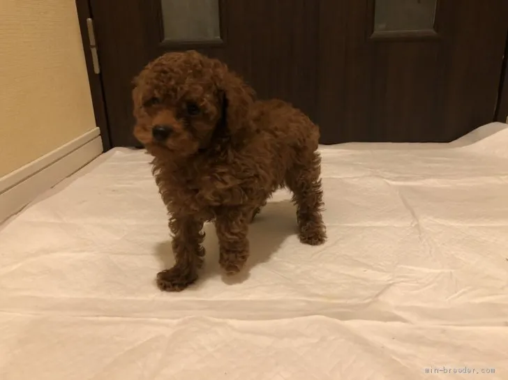 ID：2001-00800の子犬