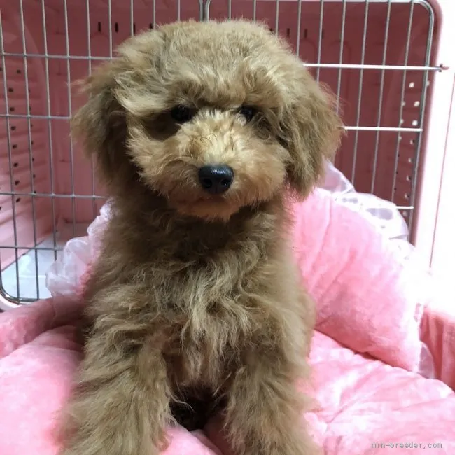 ID:2109-02157の子犬
