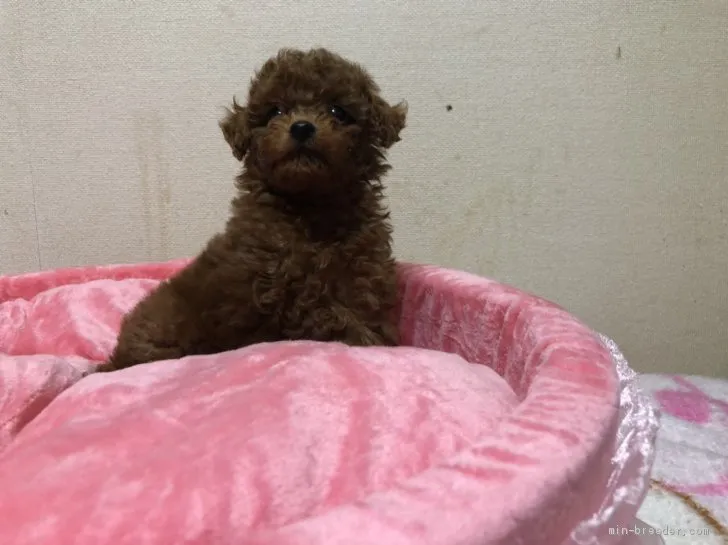 こっこ 様のお迎えした子犬