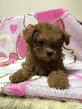 トイプードル(ティーカップ)【京都府・女の子・2019年9月5日・レッド】の写真「つぶらな瞳が可愛い💕😍」