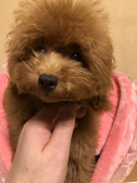 トイプードル(タイニー)【京都府・男の子・2020年4月18日・レッド】の写真「元気なお兄ちゃん！」