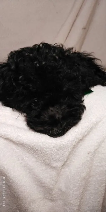 タイニープードル【東京都・男の子・2020年5月17日・ブラック】の写真1「全部真っ黒で目がどこ？」