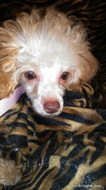 ID:2004-00280の子犬