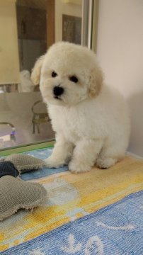トイプードル(トイ)【岡山県・男の子・2019年9月12日・ホワイト】の写真「超！性格◎♪ブラックポイントが際立つモコモコ君☆」