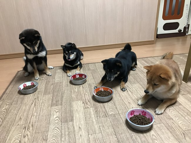 みんなそろってご飯の時間｜藤田　真幸(ふじた　まゆき)ブリーダー(東京都・柴犬など・KCジャパン登録)の紹介写真2