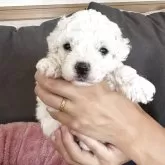 ビションフリーゼ