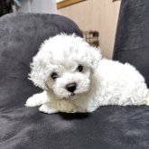 ビションフリーゼ