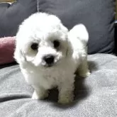 ビションフリーゼ