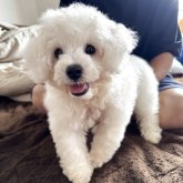 ビションフリーゼ