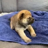 豆柴【東京都・女の子・2025年11月15日・赤】の写真7「ママを見つめる👀」