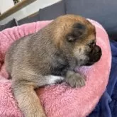 豆柴【東京都・女の子・2025年11月15日・赤】の写真9「マズルも短め😊」