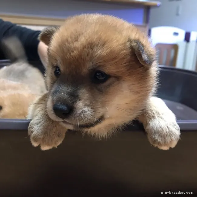 ID:1903-02885の子犬