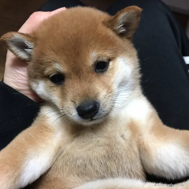 ID：1904-01375の子犬