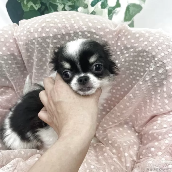 ID:2505-00387の子犬
