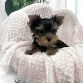 ヨークシャーテリア【大阪府・女の子・2025年6月8日・スティールブルーアンドタン】の写真1