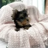 ヨークシャーテリア【大阪府・女の子・2025年6月8日・スティールブルーアンドタン】の写真2