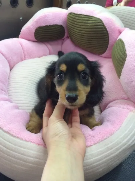 ID：1407-00474の子犬