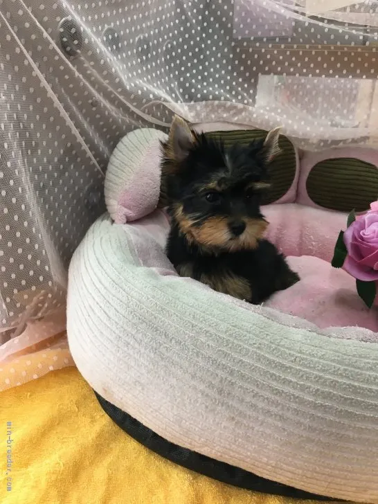 ID:2007-01493の子犬