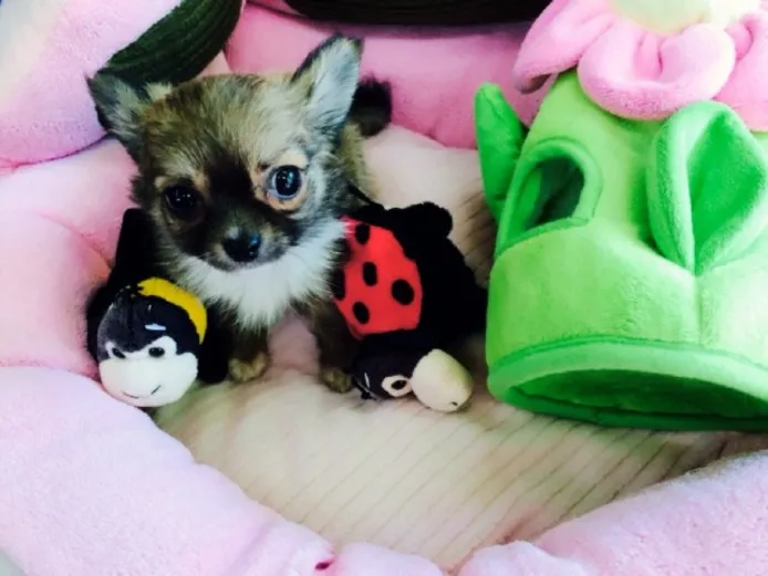 ID：1401-00693の子犬