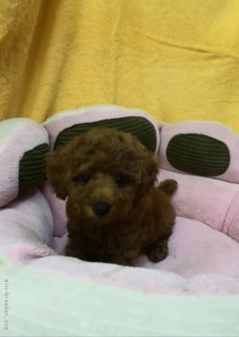 ID：1511-00168の子犬